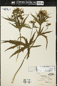 Napaea dioica image