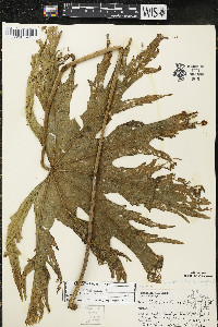 Napaea dioica image