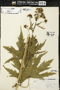 Napaea dioica image