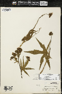 Napaea dioica image