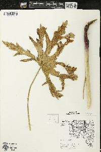 Napaea dioica image