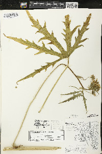 Napaea dioica image