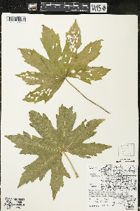 Napaea dioica image