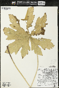 Napaea dioica image