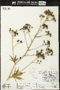 Napaea dioica image