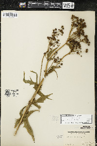 Napaea dioica image