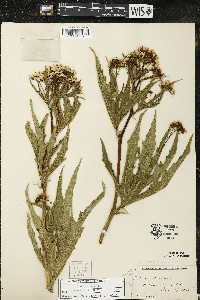 Napaea dioica image