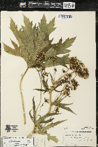 Napaea dioica image
