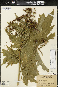 Napaea dioica image