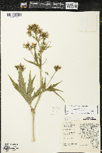 Napaea dioica image