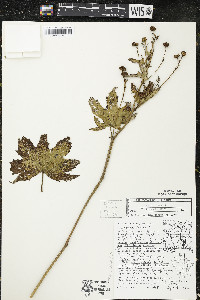 Napaea dioica image