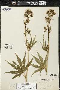 Napaea dioica image