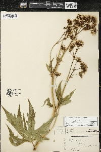 Napaea dioica image