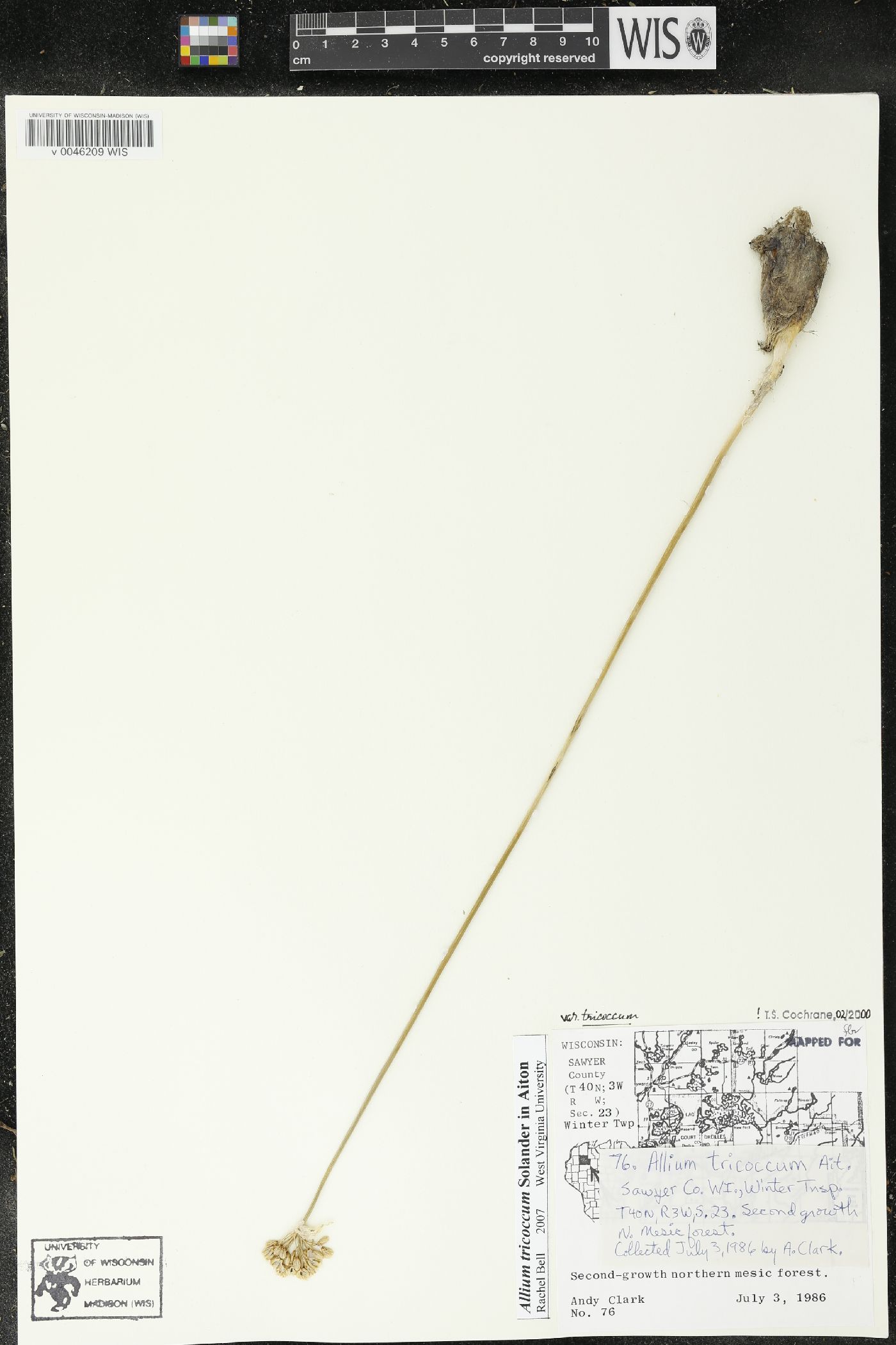 Allium tricoccum image