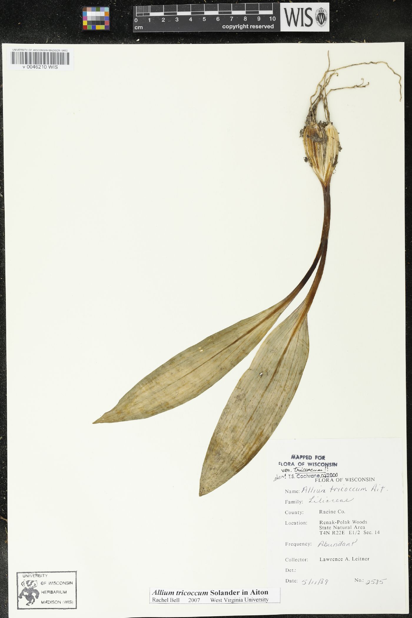 Allium tricoccum image