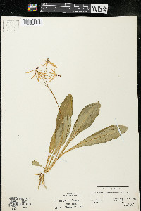 Dodecatheon amethystinum image