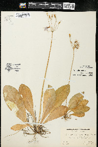 Dodecatheon amethystinum image