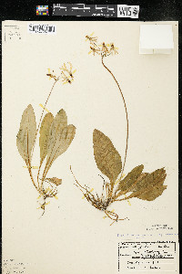 Dodecatheon amethystinum image