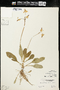Dodecatheon amethystinum image