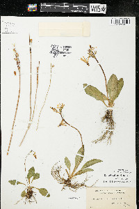 Dodecatheon amethystinum image