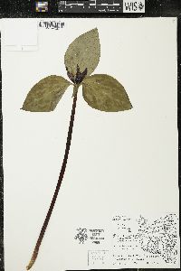 Trillium recurvatum image