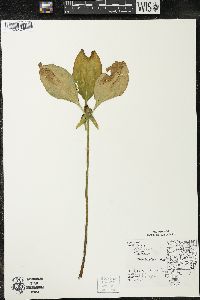 Trillium recurvatum image