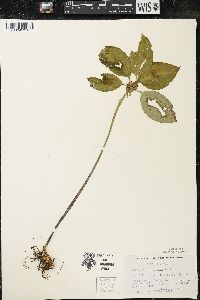 Trillium recurvatum image