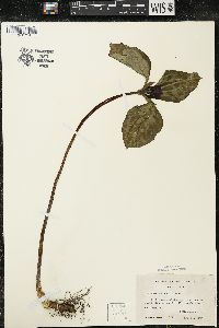 Trillium recurvatum image