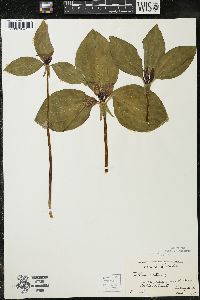 Trillium recurvatum image