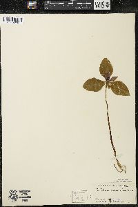 Trillium recurvatum image