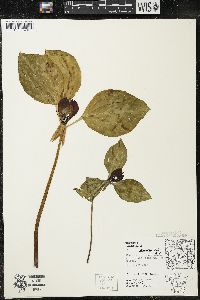 Trillium recurvatum image