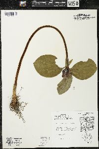 Trillium recurvatum image
