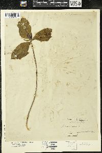 Trillium recurvatum image