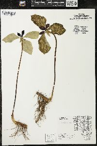 Trillium recurvatum image