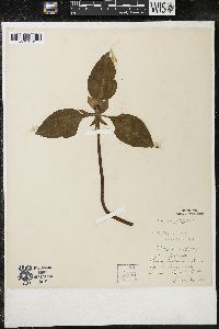 Trillium recurvatum image