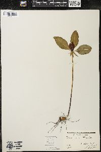 Trillium recurvatum image