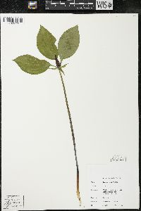 Trillium recurvatum image