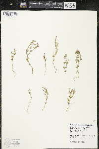 Centaurium pulchellum image