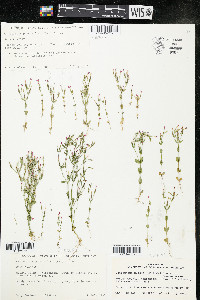 Centaurium pulchellum image