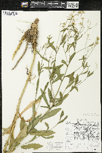 Rorippa austriaca image