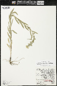 Erysimum durum image