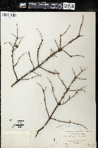 Arceuthobium pusillum image