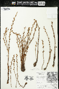 Epifagus virginiana image