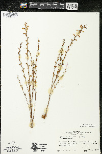 Epifagus virginiana image