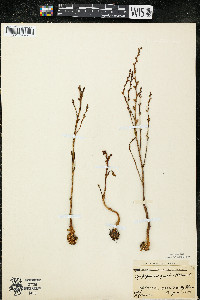 Epifagus virginiana image