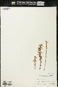 Epifagus virginiana image