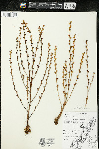 Epifagus virginiana image