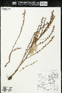 Epifagus virginiana image