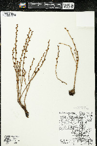 Epifagus virginiana image