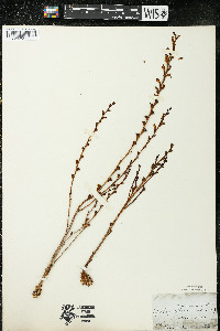 Epifagus virginiana image